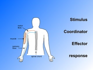 Stimulus Coordinator Effector response 