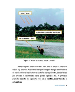 Energia Solar




                                     Oxigênio + Compostos orgânicos


         Gás carbônico + Água




                  Figura 1- O ciclo do carbono. Foto: R.C. Bianchi


        Para que a planta possa utilizar a luz como fonte de energia, é necessário
que ela seja absorvida. As substâncias responsáveis pela absorção e transferência
de energia luminosa nos organismos autótrofos são os pigmentos, caracterizados
pela emissão de determinadas cores quando expostos à luz. Os principais
pigmentos presentes nos organismos vivos são as clorofilas, os carotenoides e
as ficobilinas.
                                                                 Química no Cotidiano | 15
 