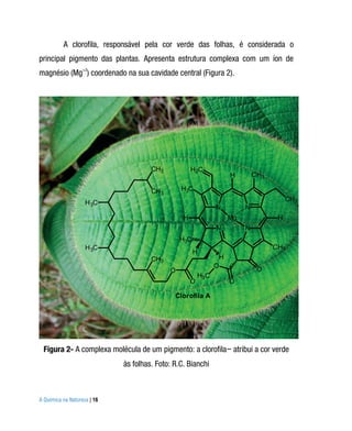 A clorofila, responsável pela cor verde das folhas, é considerada o
principal pigmento das plantas. Apresenta estrutura complexa com um íon de
magnésio (Mg+2) coordenado na sua cavidade central (Figura 2).




                                      CH3            H2C
                                                                     H        CH3

                                      CH3       H3C
                                                                                         CH3
                    H 3C
                                                                N         N
                                                 H                   Mg              H
                                                                N         N
                                                H3C
                    H 3C                                                            CH3
                                                      H
                                      CH3                        H
                                                                O
                                            O                                  O
                                                         H3 C
                                                     O               O

                                              Clorofila A




 Figura 2- A complexa molécula de um pigmento: a clorofila− atribui a cor verde
                             às folhas. Foto: R.C. Bianchi



A Química na Natureza | 16
 
