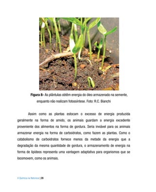 Figura 8- As plântulas obtêm energia do óleo armazenado na semente,
                   enquanto não realizam fotossíntese. Foto: R.C. Bianchi


          Assim como as plantas estocam o excesso de energia produzida
geralmente na forma de amido, os animais guardam a energia excedente
proveniente dos alimentos na forma de gordura. Seria inviável para os animais
armazenar energia na forma de carboidratos, como fazem as plantas. Como o
catabolismo de carboidratos fornece menos da metade da energia que a
degradação da mesma quantidade de gordura, o armazenamento de energia na
forma de lipídeos representa uma vantagem adaptativa para organismos que se
locomovem, como os animais.




A Química na Natureza | 28
 