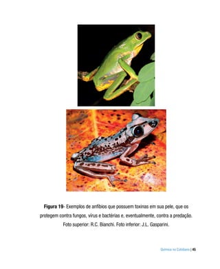 Figura 19- Exemplos de anfíbios que possuem toxinas em sua pele, que os
protegem contra fungos, vírus e bactérias e, eventualmente, contra a predação.
           Foto superior: R.C. Bianchi. Foto inferior: J.L. Gasparini.



                                                                 Química no Cotidiano | 45
 