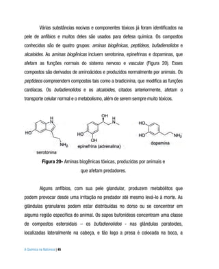 Várias substâncias nocivas e componentes tóxicos já foram identificados na
pele de anfíbios e muitos deles são usados para defesa química. Os compostos
conhecidos são de quatro grupos: aminas biogênicas, peptídeos, bufadienolidos e
alcaloides. As aminas biogênicas incluem serotonina, epinefrinas e dopaminas, que
afetam as funções normais do sistema nervoso e vascular (Figura 20). Esses
compostos são derivados de aminoácidos e produzidos normalmente por animais. Os
peptídeos compreendem compostos tais como a bradicinina, que modifica as funções
cardíacas. Os bufadienolidos e os alcaloides, citados anteriormente, afetam o
transporte celular normal e o metabolismo, além de serem sempre muito tóxicos.




            Figura 20- Aminas biogênicas tóxicas, produzidas por animais e
                               que afetam predadores.


          Alguns anfíbios, com sua pele glandular, produzem metabólitos que
podem provocar desde uma irritação no predador até mesmo levá-lo à morte. As
glândulas granulares podem estar distribuídas no dorso ou se concentrar em
alguma região específica do animal. Os sapos bufonídeos concentram uma classe
de compostos esteroidais – os bufadienolidos - nas glândulas paratoides,
localizadas lateralmente na cabeça, e tão logo a presa é colocada na boca, a


A Química na Natureza | 46
 