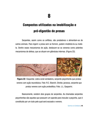 8
        Compostos utilizados na imobilização e
                     pré-digestão de presas

       Serpentes, assim como os anfíbios, são predadores e alimentam-se de
outros animais. Para ingerir a presa sem se ferirem, podem imobilizá-la ou matá-
la. Dentre esses mecanismos de ação, destacam-se os venenos como potentes
mecanismos de defesa, que se situam em glândulas internas. (Figura 22).




 Figura 22- Esquerda: cobra coral-verdadeira, serpente peçonhenta que produz
 veneno com ação neurotóxica. Foto: R.C. Bianchi. Direita: jararaca, serpente que
            produz veneno com ação proteolítica. Foto: J.L. Gasparini.


       Basicamente, existem dois grupos de serpentes. As chamadas serpentes
peçonhentas são aquelas que possuem um aparato para inocular a peçonha, que é
constituído por um duto pelo qual será escoado o veneno.
                                                                Química no Cotidiano | 49
 