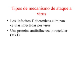 Tipos de mecanismo de ataque a
               virus
• Los linfocitos T citotoxicos eliminan
  celulas infectadas por virus...
