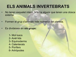 ELS ANIMALS INVERTEBRATS
• No tenen esquelet intern. N’hi ha alguns que tenen una closca
externa.
• Formen el grup d’anima...