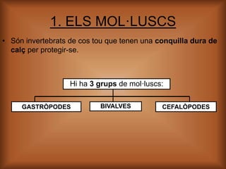 1. ELS MOL·LUSCS
• Són invertebrats de cos tou que tenen una conquilla dura de
calç per protegir-se.
Hi ha 3 grups de mol·...