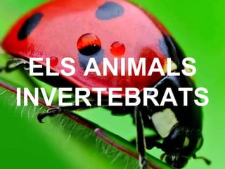 ELS ANIMALS
INVERTEBRATS
 