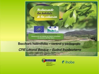 Baccharis halimifolia – control y pedagogia   CPIE Littoral Basque – Euskal Itsasbazterra 