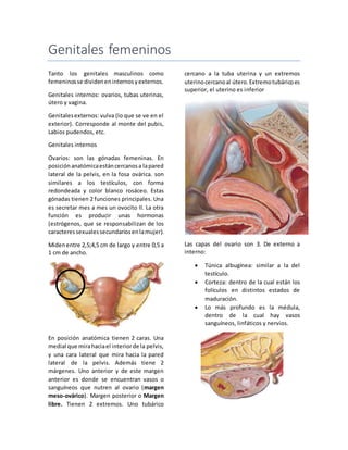 Genitales femeninos 
Tanto los genitales masculinos como 
femeninos se dividen en internos y externos. 
Genitales internos: ovarios, tubas uterinas, 
útero y vagina. 
Genitales externos: vulva (lo que se ve en el 
exterior). Corresponde al monte del pubis, 
Labios pudendos, etc. 
Genitales internos 
Ovarios: son las gónadas femeninas. En 
posición anatómica están cercanos a la pared 
lateral de la pelvis, en la fosa ovárica. son 
similares a los testículos, con forma 
redondeada y color blanco rosáceo. Estas 
gónadas tienen 2 funciones principales. Una 
es secretar mes a mes un ovocito II. La otra 
función es producir unas hormonas 
(estrógenos, que se responsabilizan de los 
caracteres sexuales secundarios en la mujer). 
Miden entre 2,5;4,5 cm de largo y entre 0,5 a 
1 cm de ancho. 
En posición anatómica tienen 2 caras. Una 
medial que mira hacia el interior de la pelvis, 
y una cara lateral que mira hacia la pared 
lateral de la pelvis. Además tiene 2 
márgenes. Uno anterior y de este margen 
anterior es donde se encuentran vasos o 
sanguíneos que nutren al ovario (margen 
meso-ovárico). Margen posterior o Margen 
libre. Tienen 2 extremos. Uno tubárico 
cercano a la tuba uterina y un extremos 
uterino cercano al útero. Extremo tubárico es 
superior, el uterino es inferior 
Las capas del ovario son 3. De externo a 
interno: 
 Túnica albugínea: similar a la del 
testículo. 
 Corteza: dentro de la cual están los 
folículos en distintos estados de 
maduración. 
 Lo más profundo es la médula, 
dentro de la cual hay vasos 
sanguíneos, linfáticos y nervios. 
 
