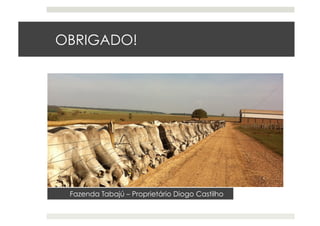OBRIGADO!
Fazenda Tabajú – Proprietário Diogo Castilho
 
