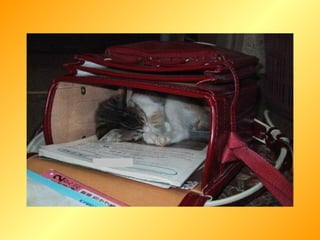 Retrouvez les meilleurs diaporamas PPS
d’humour et de divertissement sur
http://www.diaporamas-a-la-con.com
 