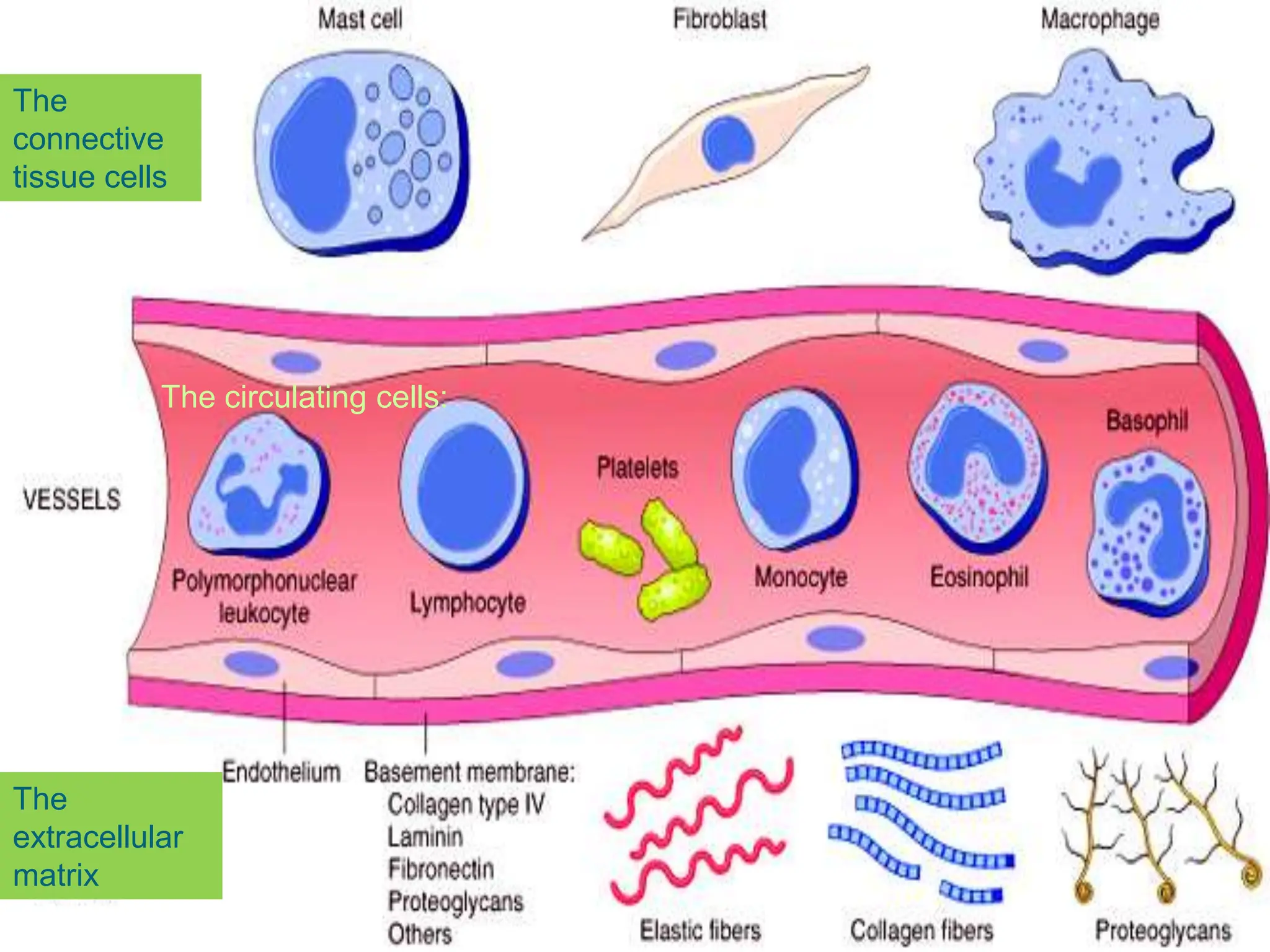 The
connective
tissue cells
The circulating cells:
The
extracellular
matrix
 