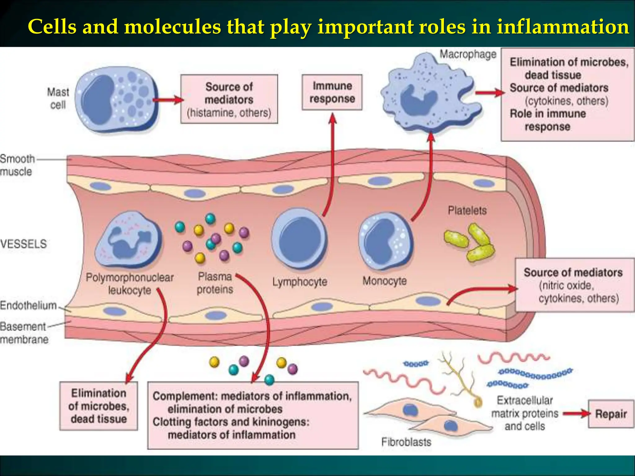 Cells and molecules that play important roles in inflammation
 