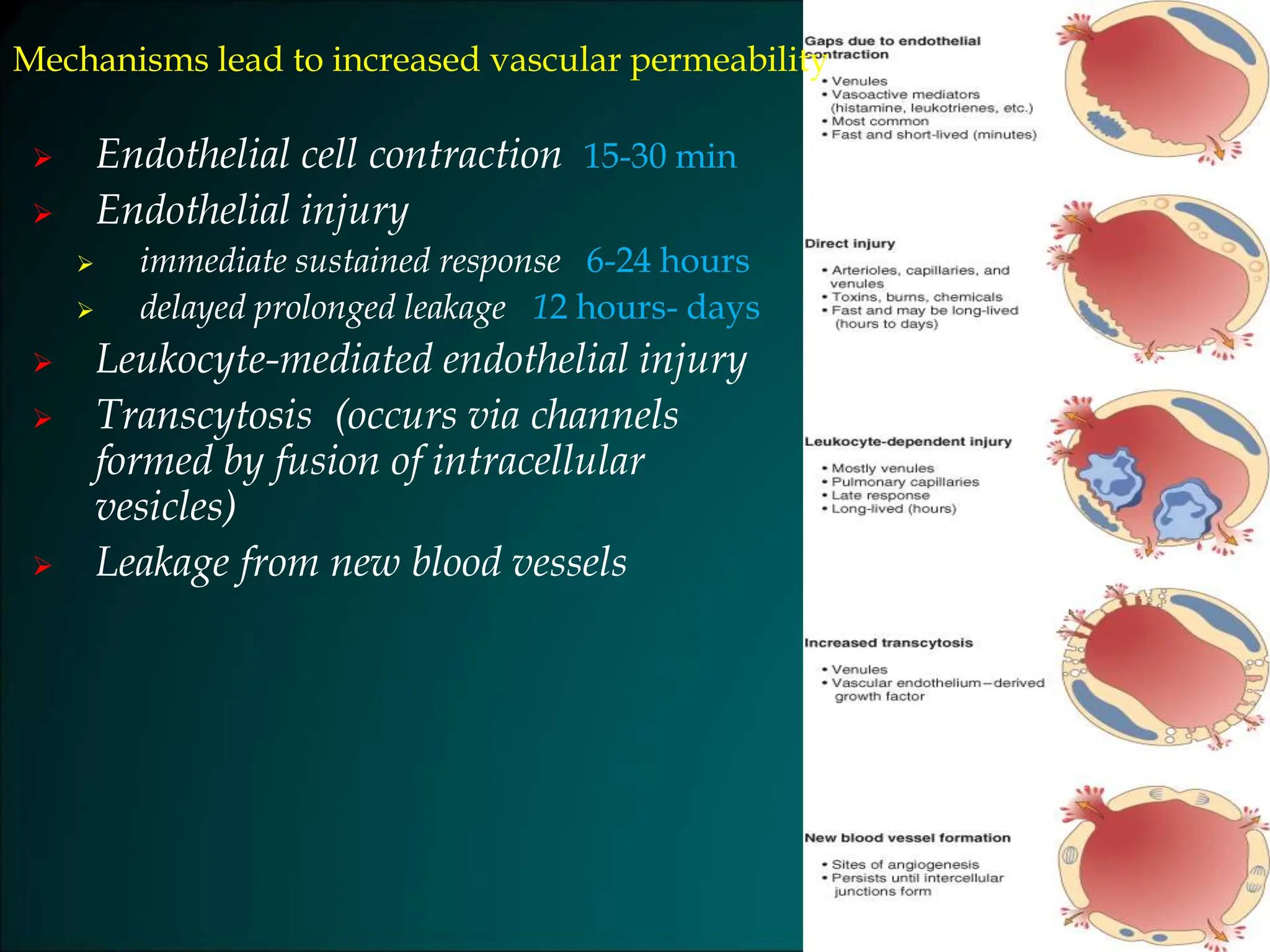  Endothelial cell contraction 15-30 min
 Endothelial injury
 immediate sustained response 6-24 hours
 delayed prolonged leakage 12 hours- days
 Leukocyte-mediated endothelial injury
 Transcytosis (occurs via channels
formed by fusion of intracellular
vesicles)
 Leakage from new blood vessels
Mechanisms lead to increased vascular permeability
 