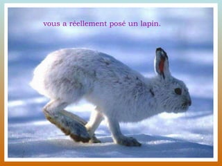 vous a réellement posé un lapin. 
