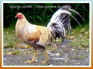 vous l'a certifié : "Cette poule a du chien, 