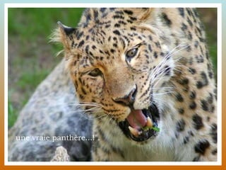 une vraie panthère...!".  