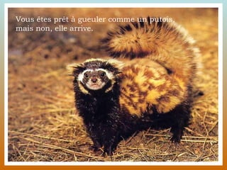 Vous êtes prêt à gueuler comme un putois,  mais non, elle arrive. 