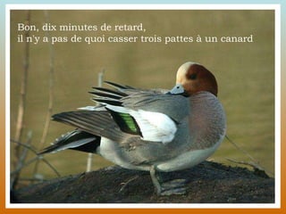 Bon, dix minutes de retard,  il n'y a pas de quoi casser trois pattes à un canard  