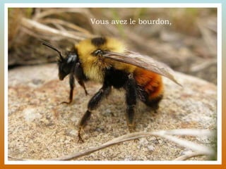 Vous avez le bourdon, 