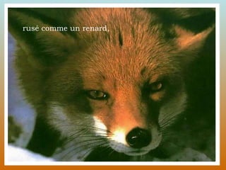 rusé comme un renard, 