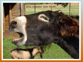 têtu comme une mule,  