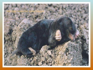 myope comme une taupe, 