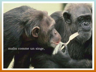 malin comme un singe, 
