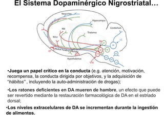El Sistema Dopaminérgico Nigrostriatal…

• Juega un papel crítico en la conducta (e.g. atención, motivación,
recompensa, la conducta dirigida por objetivos, y la adquisición de
“hábitos” , incluyendo la auto-administración de drogas);
• Los ratones deficientes en DA mueren de hambre, un efecto que puede
ser revertido mediante la restauración farmacológica de DA en el estriado
dorsal;
• Los niveles extracelulares de DA se incrementan durante la ingestión
de alimentos.

 