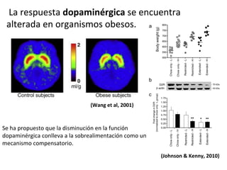  La	
  respuesta	
  dopaminérgica	
  se	
  encuentra	
  
alterada	
  en	
  organismos	
  obesos.	
  

(Wang	
  et	
  al,	
  2001)	
  

Se	
  ha	
  propuesto	
  que	
  la	
  disminución	
  en	
  la	
  función	
  
dopaminérgica	
  conlleva	
  a	
  la	
  sobrealimentación	
  como	
  un	
  
mecanismo	
  compensatorio.	
  
(Johnson	
  &	
  Kenny,	
  2010)	
  

 
