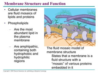Membrane Structure and Function ,[object Object],[object Object],[object Object],[object Object],[object Object],[object Object],Figure 7.1 