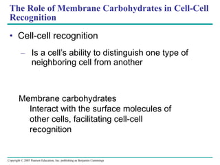 The Role of Membrane Carbohydrates in Cell-Cell Recognition Cell-cell recognition Is a cell’s ability to distinguish one type of neighboring cell from another Membrane carbohydrates Interact with the surface molecules of other cells, facilitating cell-cell recognition 