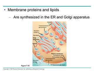 Membrane proteins and lipids Are synthesized in the ER and Golgi apparatus ER Figure 7.10 Transmembrane glycoproteins Secretory protein Glycolipid Golgi apparatus Vesicle Transmembrane glycoprotein Membrane glycolipid Plasma membrane: Cytoplasmic face Extracellular face Secreted protein 4 1 2 3 