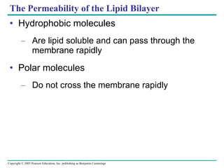 The Permeability of the Lipid Bilayer Hydrophobic molecules Are lipid soluble and can pass through the membrane rapidly Polar molecules Do not cross the membrane rapidly 