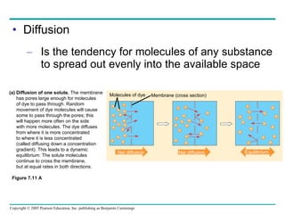 Diffusion Is the tendency for molecules of any substance to spread out evenly into the available space Figure 7.11 A Diffusion of one solute.  The membrane  has pores large enough for molecules  of dye to pass through. Random  movement of dye molecules will cause  some to pass through the pores; this  will happen more often on the side  with more molecules. The dye diffuses  from where it is more concentrated  to where it is less concentrated  (called diffusing down a concentration  gradient). This leads to a dynamic  equilibrium: The solute molecules  continue to cross the membrane,  but at equal rates in both directions. Molecules of dye Membrane (cross section) Net diffusion Net diffusion Equilibrium (a) 