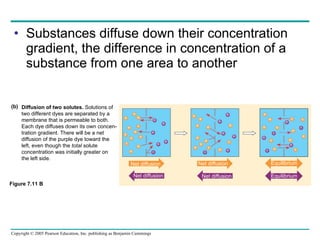 Substances diffuse down their concentration gradient, the difference in concentration of a substance from one area to another Figure 7.11 B Diffusion of two solutes.  Solutions of  two different dyes are separated by a  membrane that is permeable to both.  Each dye diffuses down its own concen- tration gradient. There will be a net  diffusion of the purple dye toward the  left, even though the  total  solute concentration was initially greater on the left side. (b) Net diffusion Net diffusion Net diffusion Net diffusion Equilibrium Equilibrium 