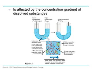 Is affected by the concentration gradient of dissolved substances Figure 7.12 Lower concentration of solute (sugar) Higher concentration of sugar Same concentration of sugar Selectively permeable mem- brane: sugar mole- cules cannot pass through pores, but water molecules can More free water molecules (higher concentration) Water molecules cluster around  sugar molecules Fewer free water molecules (lower concentration) Water moves from an area of higher  free water concentration to an area  of lower free water concentration  Osmosis 