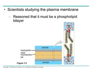 Scientists studying the plasma membrane Reasoned that it must be a phospholipid bilayer  Figure 7.2 Hydrophilic head Hydrophobic tail WATER WATER 
