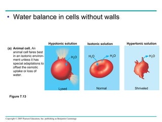 Water balance in cells without walls Figure 7.13  Hypotonic solution Isotonic solution Hypertonic solution Animal cell.  An animal cell fares best in an isotonic environ- ment unless it has special adaptations to offset the osmotic uptake or loss of water. (a) H 2 O H 2 O H 2 O H 2 O Lysed Normal Shriveled 