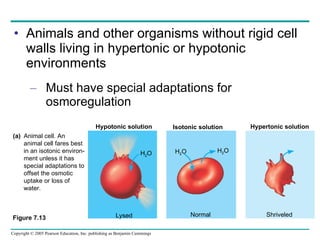 Animals and other organisms without rigid cell walls living in hypertonic or hypotonic environments Must have special adaptations for osmoregulation H 2 O Figure 7.13  Hypotonic solution Isotonic solution Hypertonic solution Animal cell. An animal cell fares best in an isotonic environ- ment unless it has special adaptations to offset the osmotic uptake or loss of water. (a) H 2 O H 2 O H 2 O Lysed Normal Shriveled 