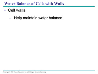 Water Balance of Cells with Walls Cell walls Help maintain water balance 