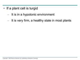 If a plant cell is turgid It is in a hypotonic environment It is very firm, a healthy state in most plants 