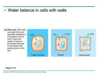 Water balance in cells with walls Plant cell.  Plant cells  are turgid (firm) and  generally healthiest in a hypotonic environ- ment, where the uptake of water is eventually balanced by the elastic wall pushing back on the cell. (b) H 2 O H 2 O H 2 O H 2 O Turgid (normal) Flaccid Plasmolyzed Figure 7.13  