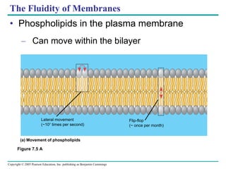 The Fluidity of Membranes Phospholipids in the plasma membrane Can move within the bilayer Figure 7.5 A Lateral movement (~10 7  times per second)  Flip-flop (~ once per month) (a) Movement of phospholipids 