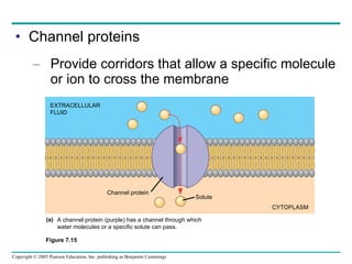 Channel proteins Provide corridors that allow a specific molecule or ion to cross the membrane Figure 7.15  EXTRACELLULAR FLUID Channel protein Solute CYTOPLASM A channel protein (purple) has a channel through which  water molecules or a specific solute can pass. (a) 