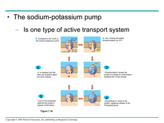 The sodium-potassium pump Is one type of active transport system Figure 7.16 P P  i EXTRACELLULAR FLUID 4 5 6 3 Na+ binding stimulates phosphorylation by ATP. 2 Na + Cytoplasmic Na +  binds to the sodium-potassium pump. 1 K +  is released and Na + sites are receptive again;  the cycle repeats. 3 Phosphorylation causes the  protein to change its conformation, expelling Na +  to the outside. Extracellular K +  binds to the  protein, triggering release of the  Phosphate group. Loss of the phosphate restores the protein’s  original conformation. CYTOPLASM [Na + ] low [K + ] high Na + Na + Na + Na + Na + P ATP Na + Na + Na + P ADP K + K + K + K + K + K + [Na + ] high [K + ] low 