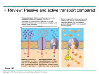 Review: Passive and active transport compared Figure 7.17 Passive transport . Substances diffuse spontaneously  down their concentration gradients, crossing a  membrane with no expenditure of energy by the cell.  The rate of diffusion can be greatly increased by transport  proteins in the membrane. Active transport . Some transport proteins act as pumps, moving substances across a membrane against their concentration gradients. Energy for this work is usually supplied by ATP. Diffusion.  Hydrophobic molecules and (at a slow  rate) very small uncharged  polar molecules can diffuse through the lipid bilayer. Facilitated diffusion.  Many hydrophilic substances diffuse through membranes with the assistance of transport proteins, either channel or carrier proteins. ATP 