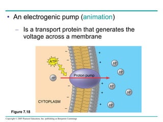 An electrogenic pump ( animation ) Is a transport protein that generates the voltage across a membrane Figure 7.18 EXTRACELLULAR FLUID + H + H + H + H + H + H + Proton pump ATP CYTOPLASM + + + + – – – – – + 