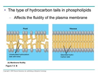 The type of hydrocarbon tails in phospholipids Affects the fluidity of the plasma membrane Figure 7.5  B Fluid Viscous Unsaturated hydrocarbon tails with kinks Saturated hydro- Carbon tails (b) Membrane fluidity 