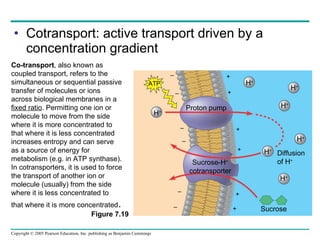 Cotransport: active transport driven by a concentration gradient Co-transport , also known as coupled transport, refers to the simultaneous or sequential passive transfer of molecules or ions across biological membranes in a  fixed ratio . Permitting one ion or molecule to move from the side where it is more concentrated to that where it is less concentrated increases entropy and can serve as a source of energy for metabolism (e.g. in ATP synthase). In cotransporters, it is used to force the transport of another ion or molecule (usually) from the side where it is less concentrated to that where it is more concentrated .  Figure 7.19 Proton pump Sucrose-H + cotransporter Diffusion of H + Sucrose ATP H + H + H + H + H + H + H + + + + + + + – – – – – – 